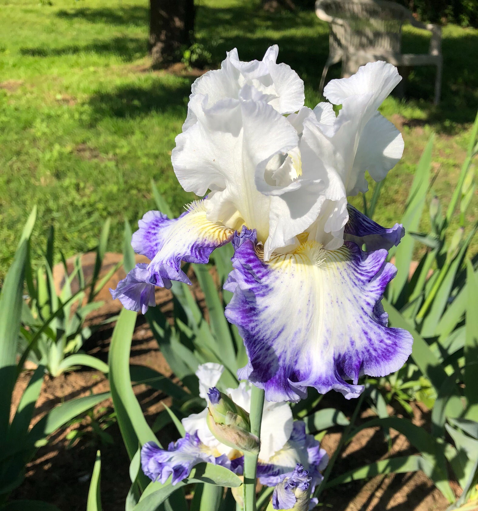 Blueberry Parfait TB