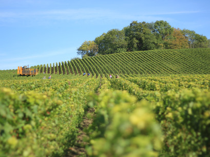15 of the most beautiful crop fields