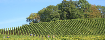 Green Orchard