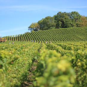 Green Orchard