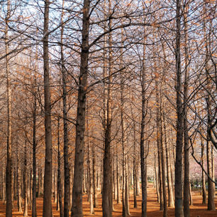 Social Security and Women: What Every Retirement Plan Should Consider