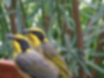 Yellow Tufted Honeyeaters