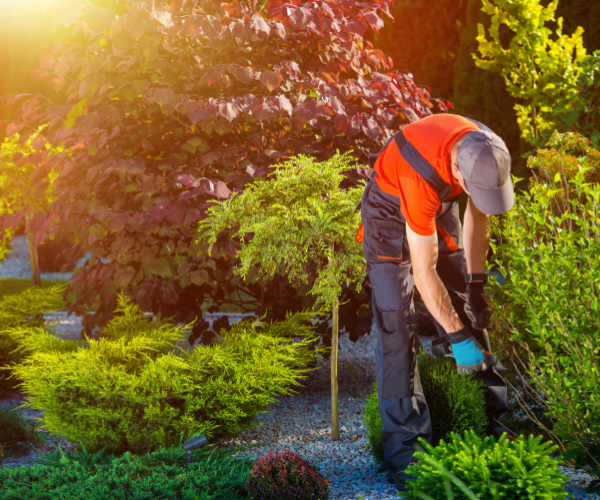 When we bend and lift in the right ways it can significantly minimize the impact that gardening can have on our bodies.