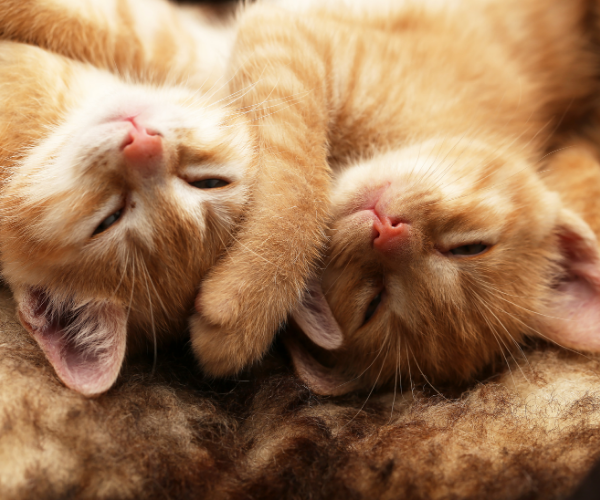 Studies have shown that children who grow up in a home with pets are often less likely to develop allergies than those who don’t grow up with a pet.