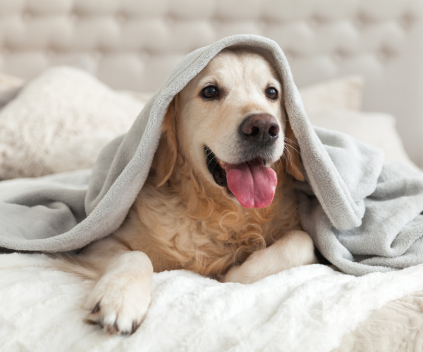 Therapy dogs have been found to reduce pain and improve depression in pain patients.