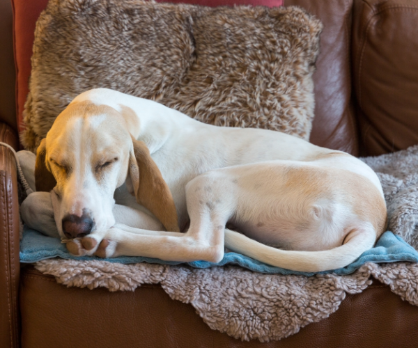 Heat therapy for low back pain feels so good you might find your friends wanting to steal your pad!