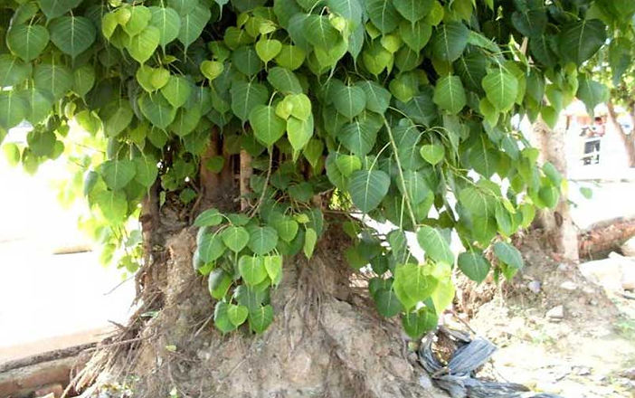 Most Oxygen Producing Trees Around Us