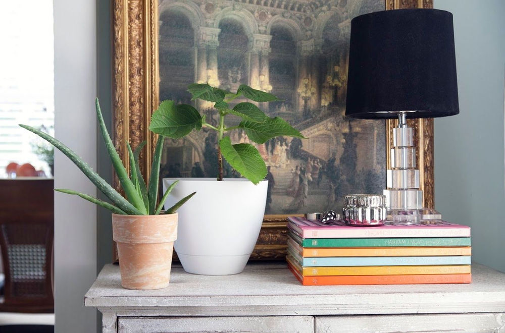 10 Best Plants for Bedroom Oxygen