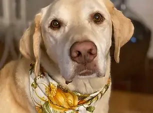 Dudley