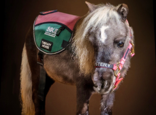 Mystery the miniature therapy horse.png