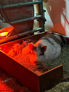 Pickles 1st week .jpg