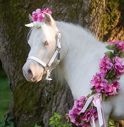 Mini therapy horse CREAMPUFF