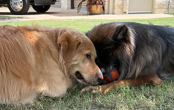 two dogs laying with a ball between their faces