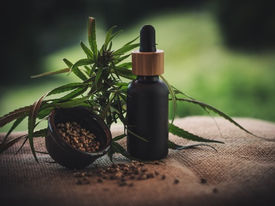 Bahia é o 5º estado com mais pacientes em tratamento com cannabis medicinal no Brasil