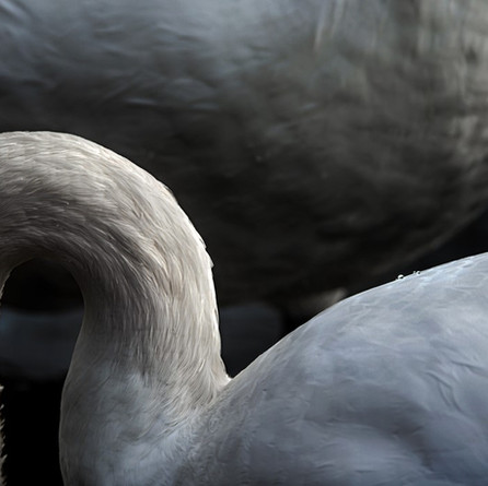 Swans Neck