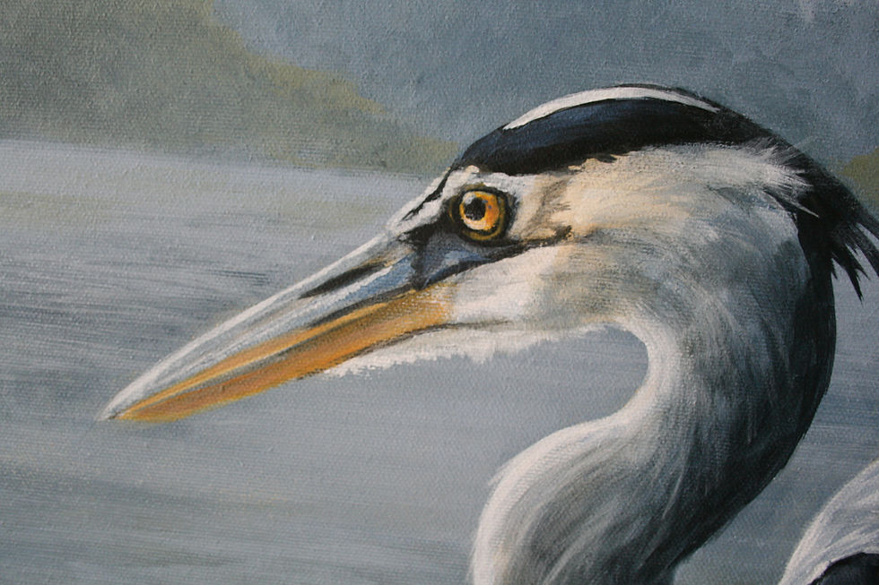 Thumbnail: close up details of blue heron