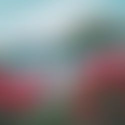 Precision Auto Repair building exterior with red flowers in the foreground in West Springfield, MA