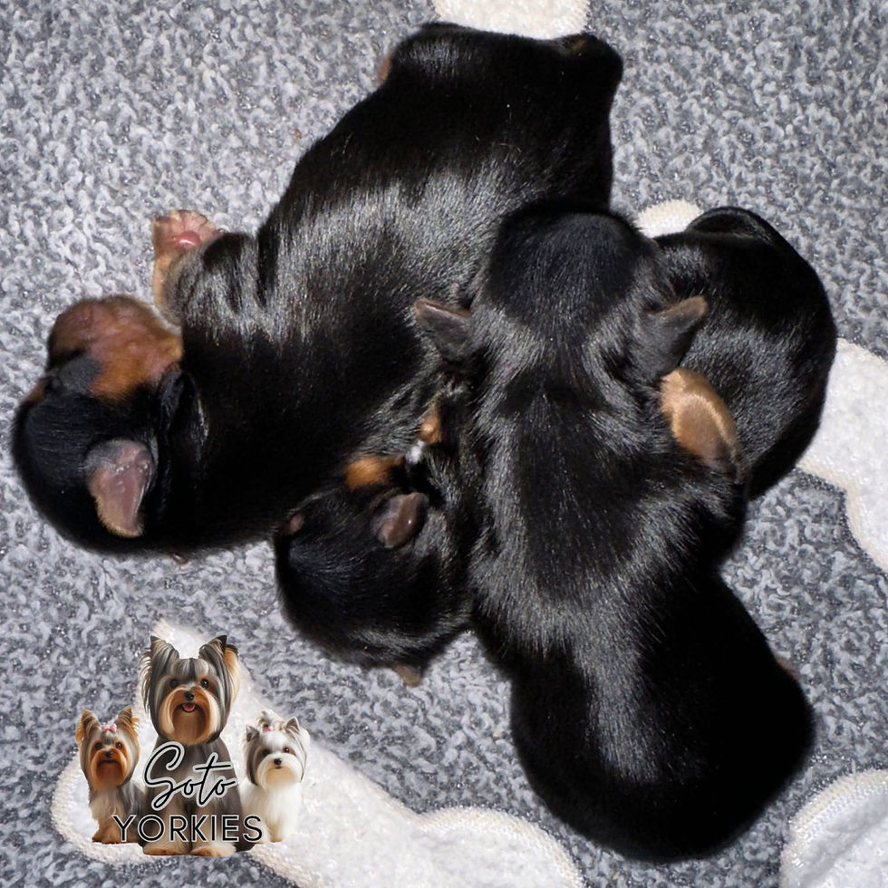 traditional yorkies
