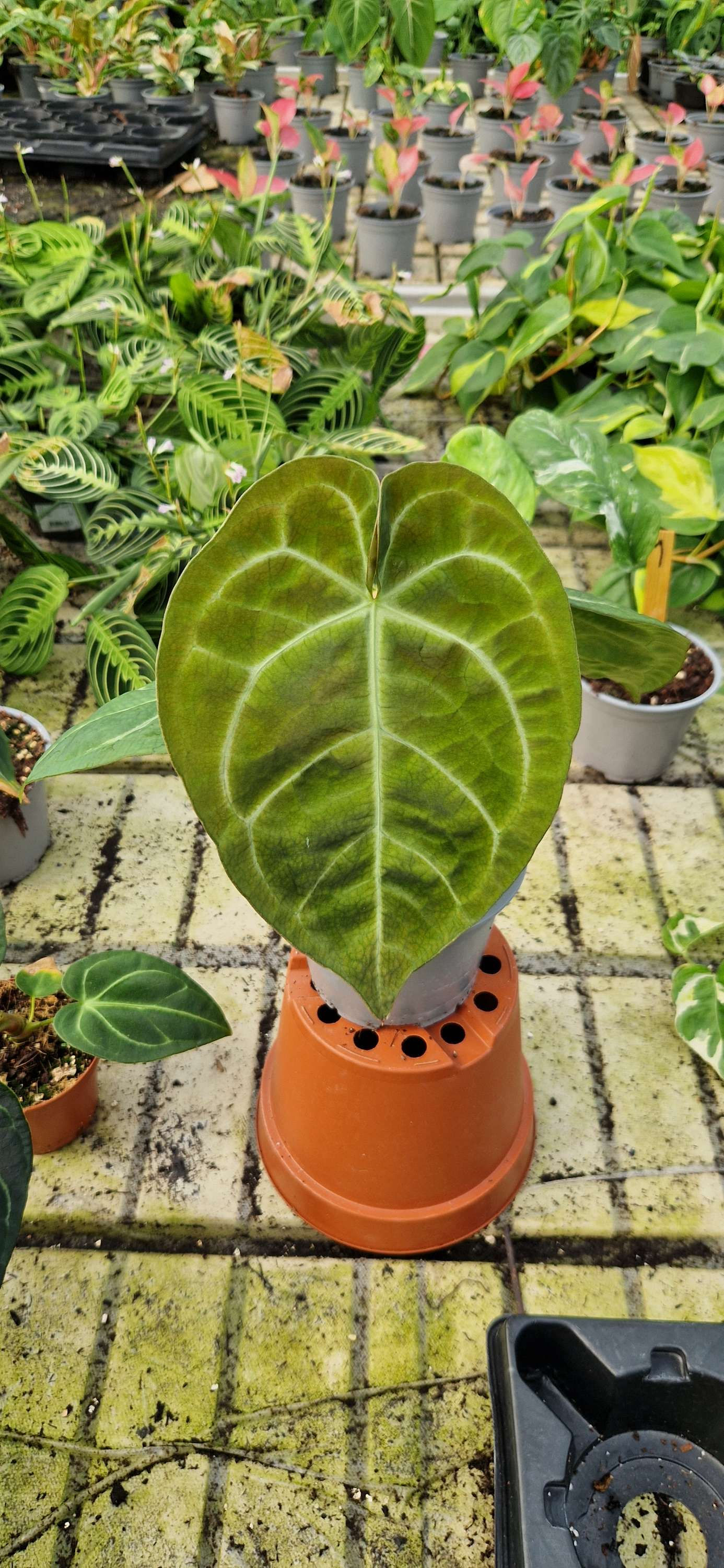 Anthurium hybrid 6cm