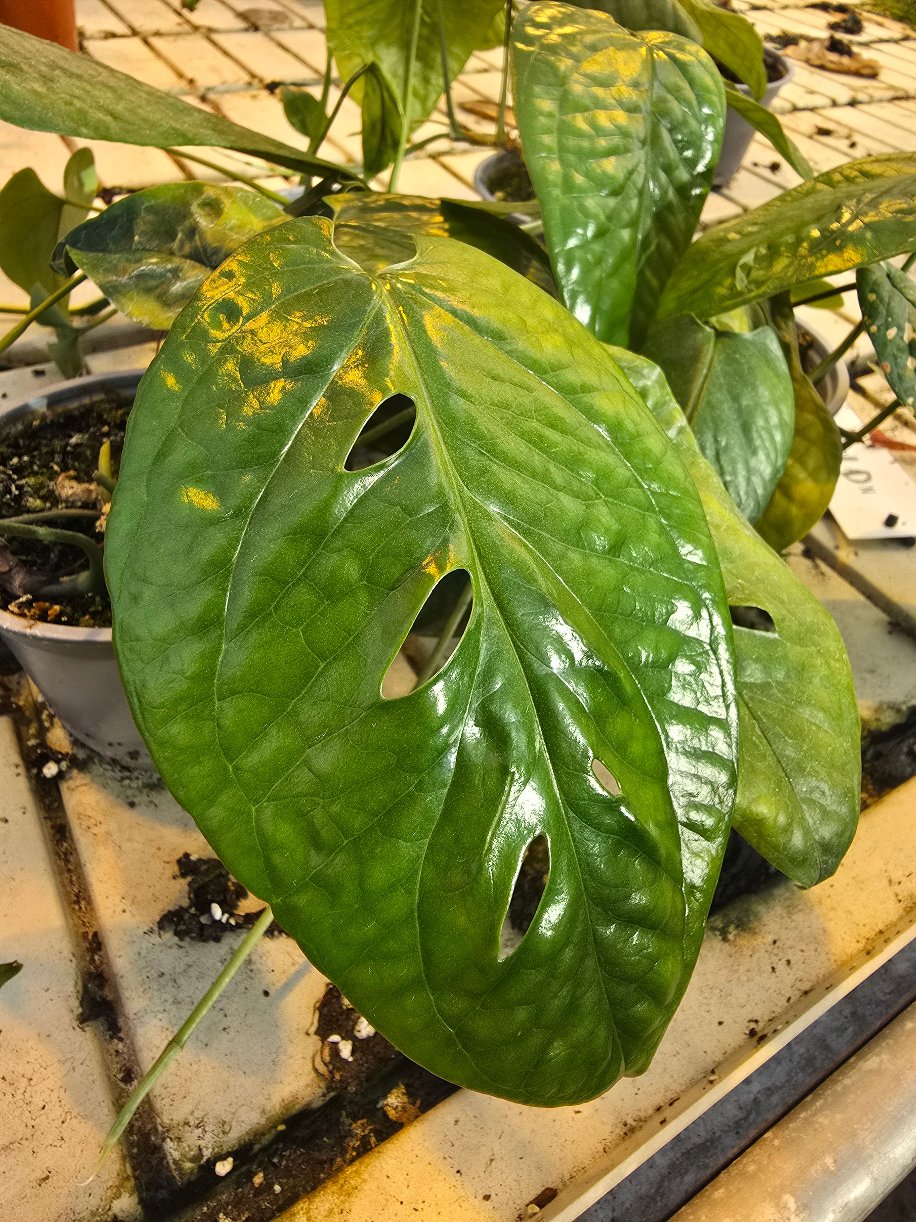 Amydrium medium sidestikling/wetstick 