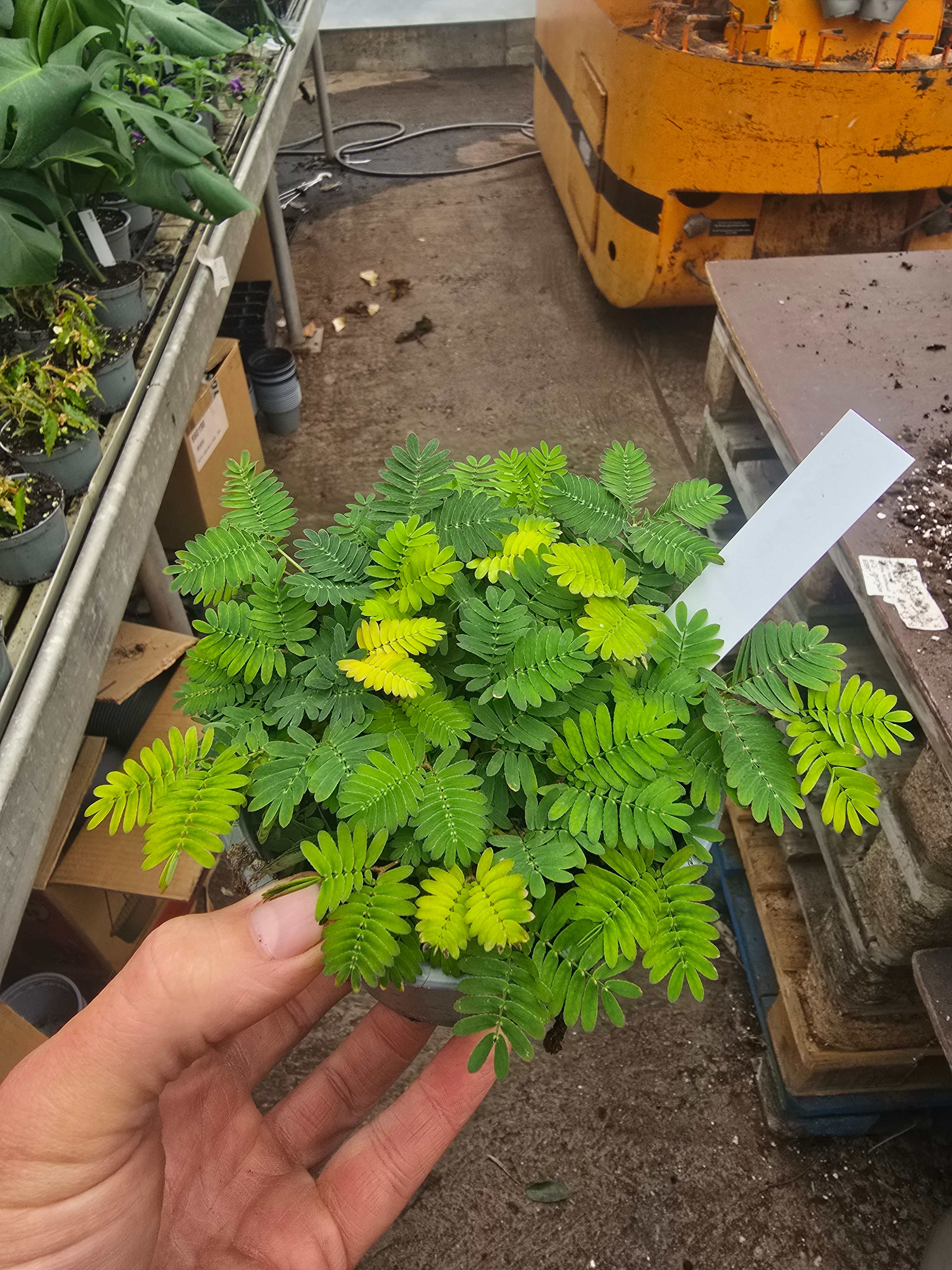 Mimosa pudica 13cm 