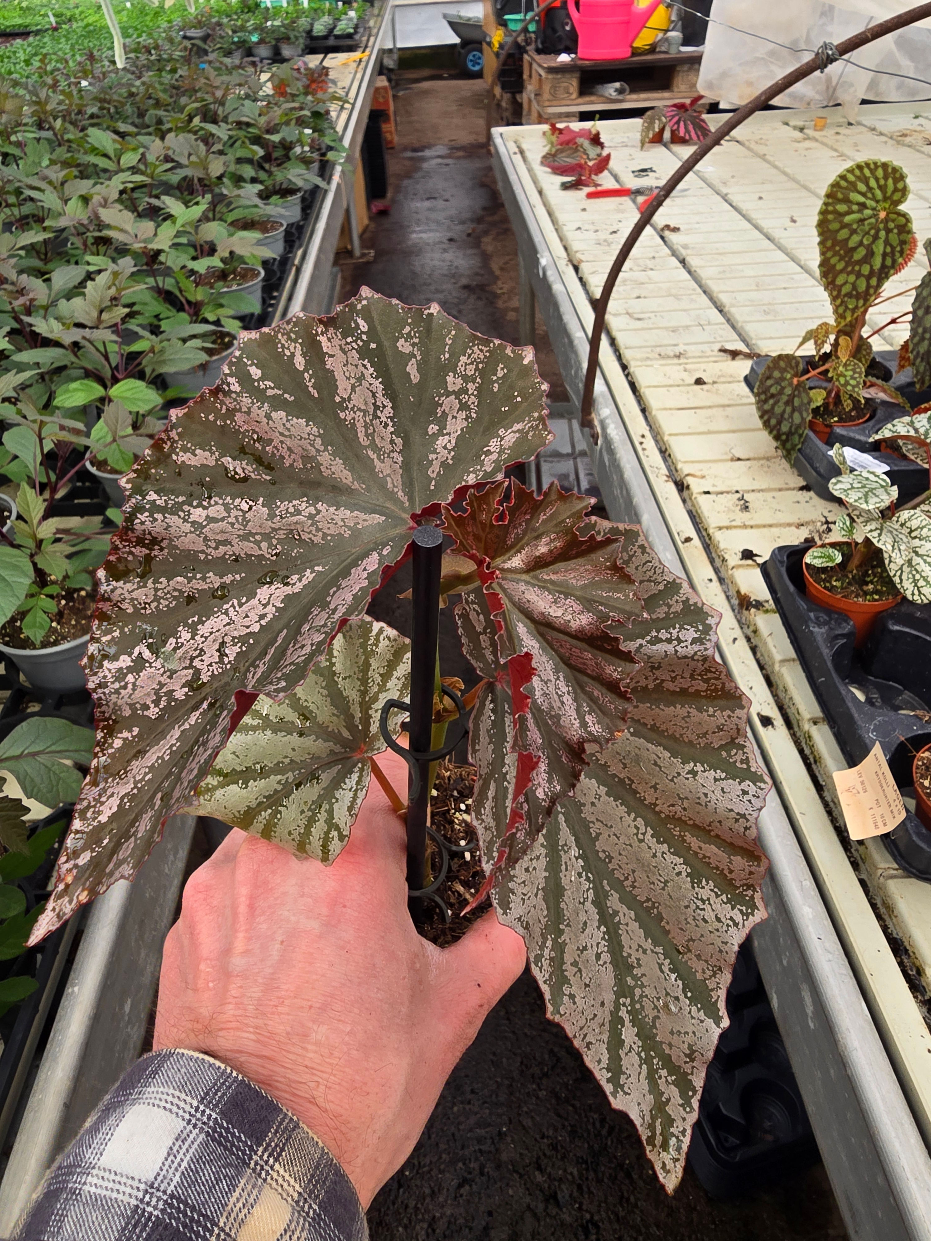 Begonia looking glass  8cm 