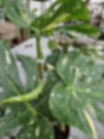 Miniatyrbilde: Monstera Thai constellation 12cm