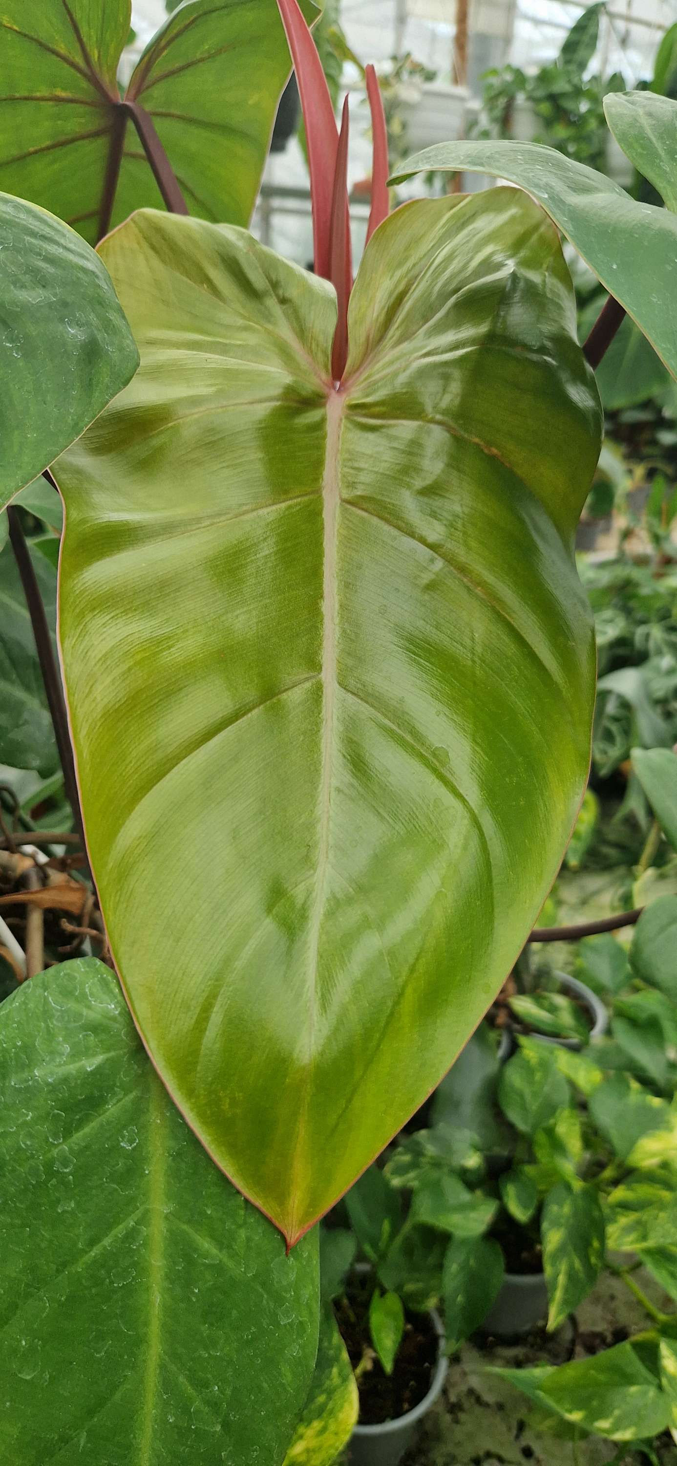 Philodendron erubescens red emerald sidestikling 