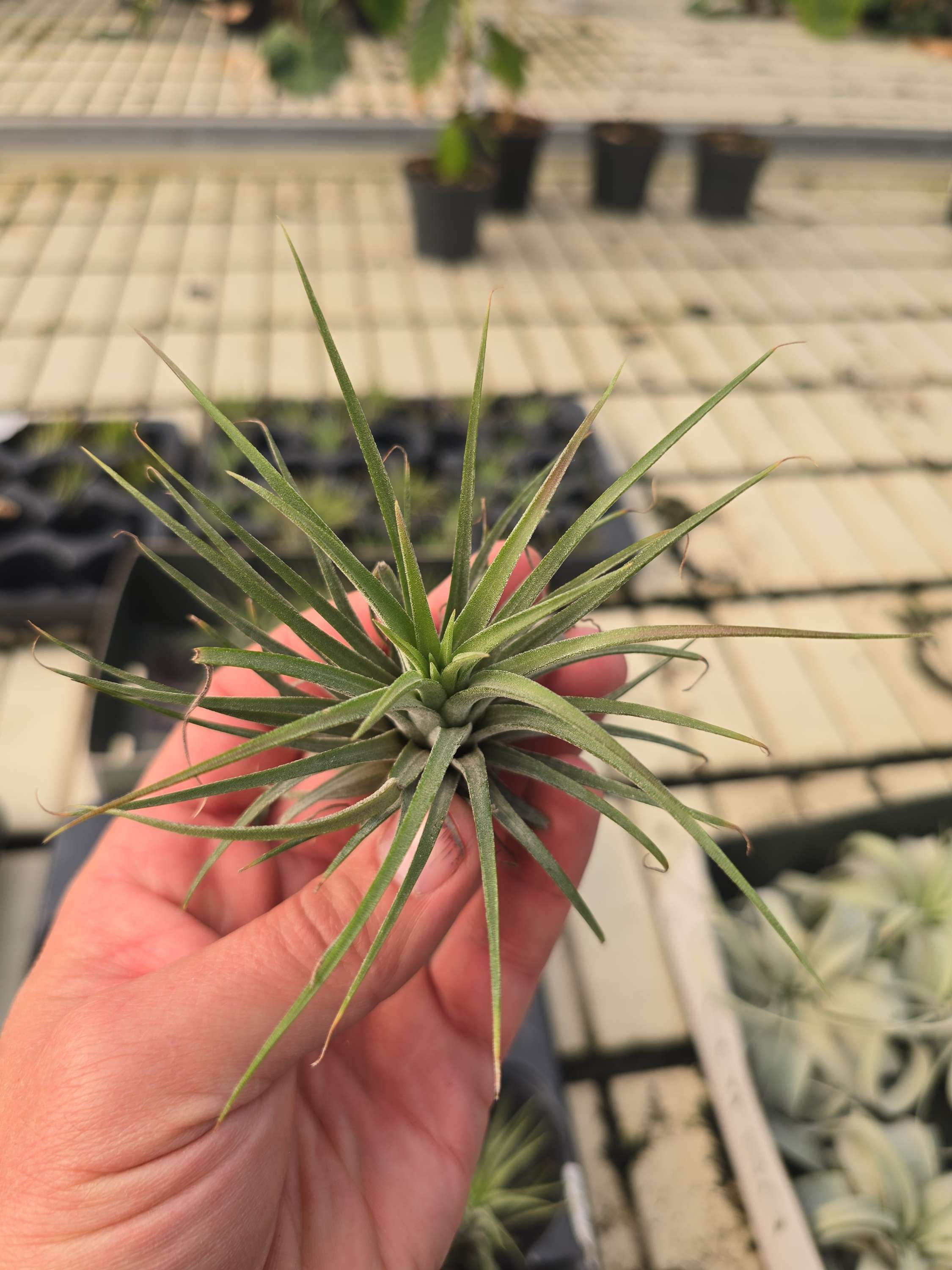 Tillandsia ionantha grønn