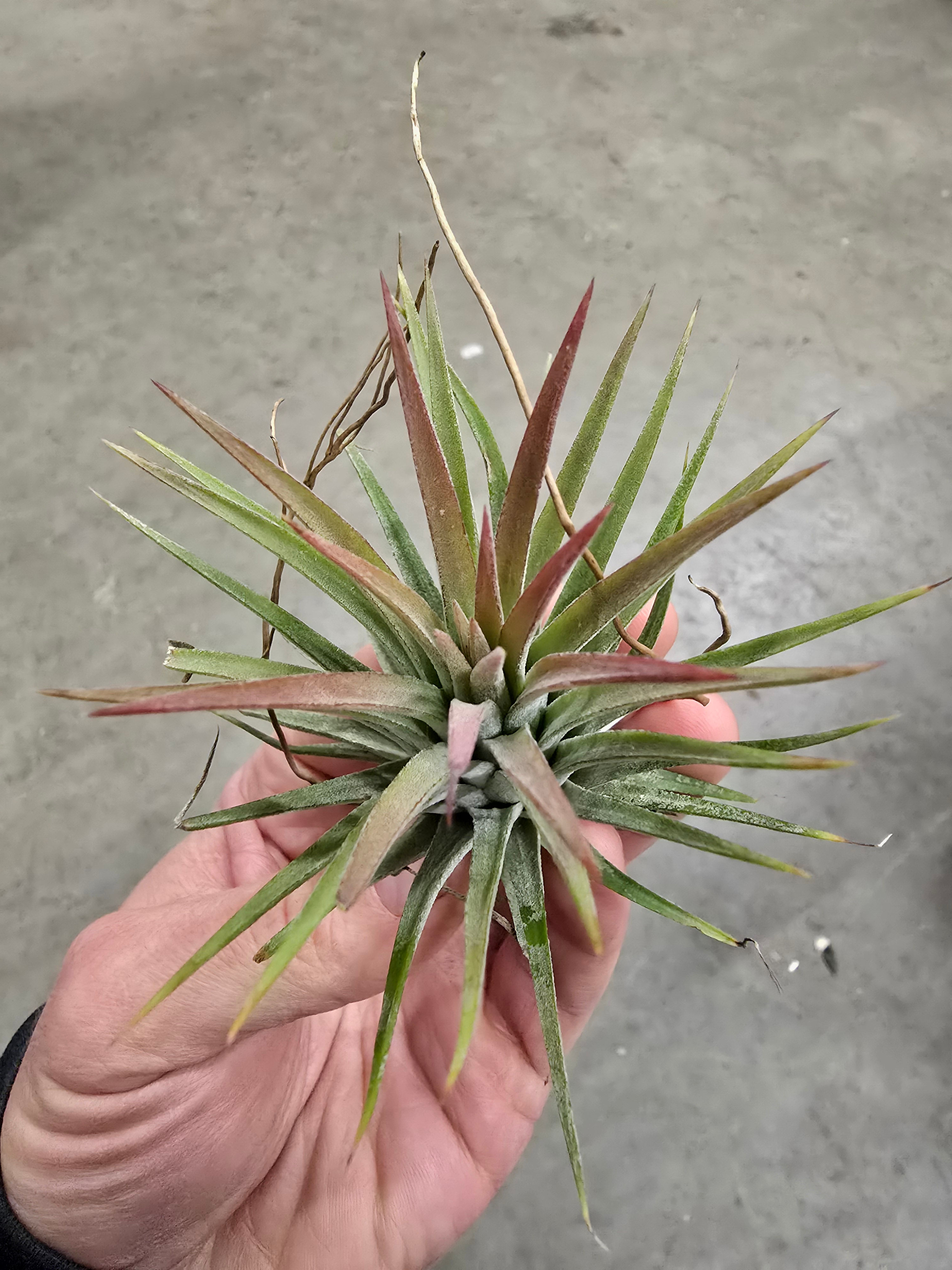 Tillandsia pink wizard