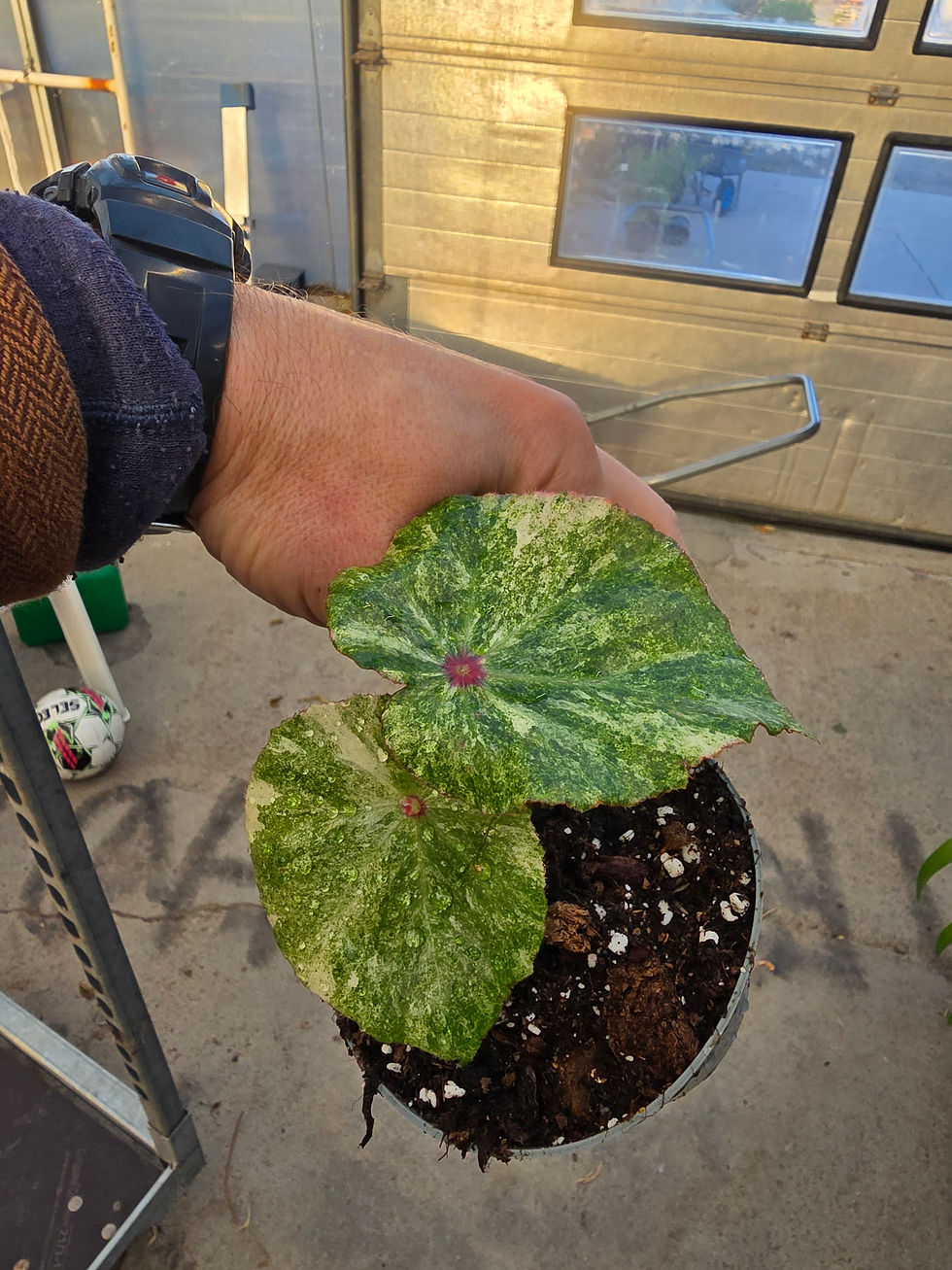 Miniatyrbilde: Begonia rogue variegata 7cm 