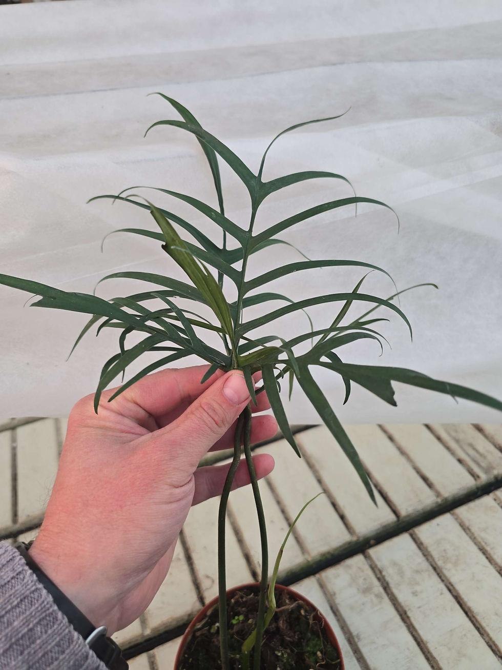 Miniatyrbilde: Philodendron polypodioides 14cm 