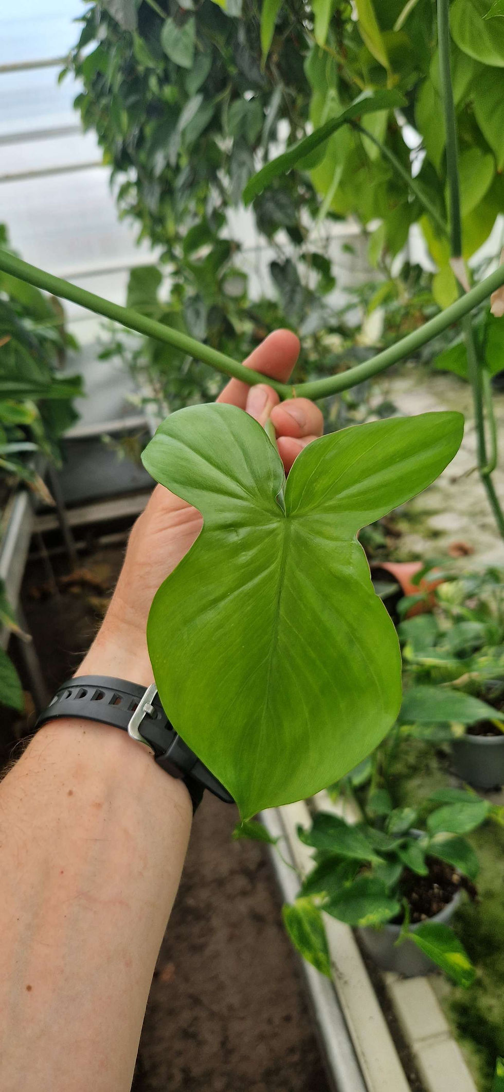 Philodendron camposportoanum sidestikling