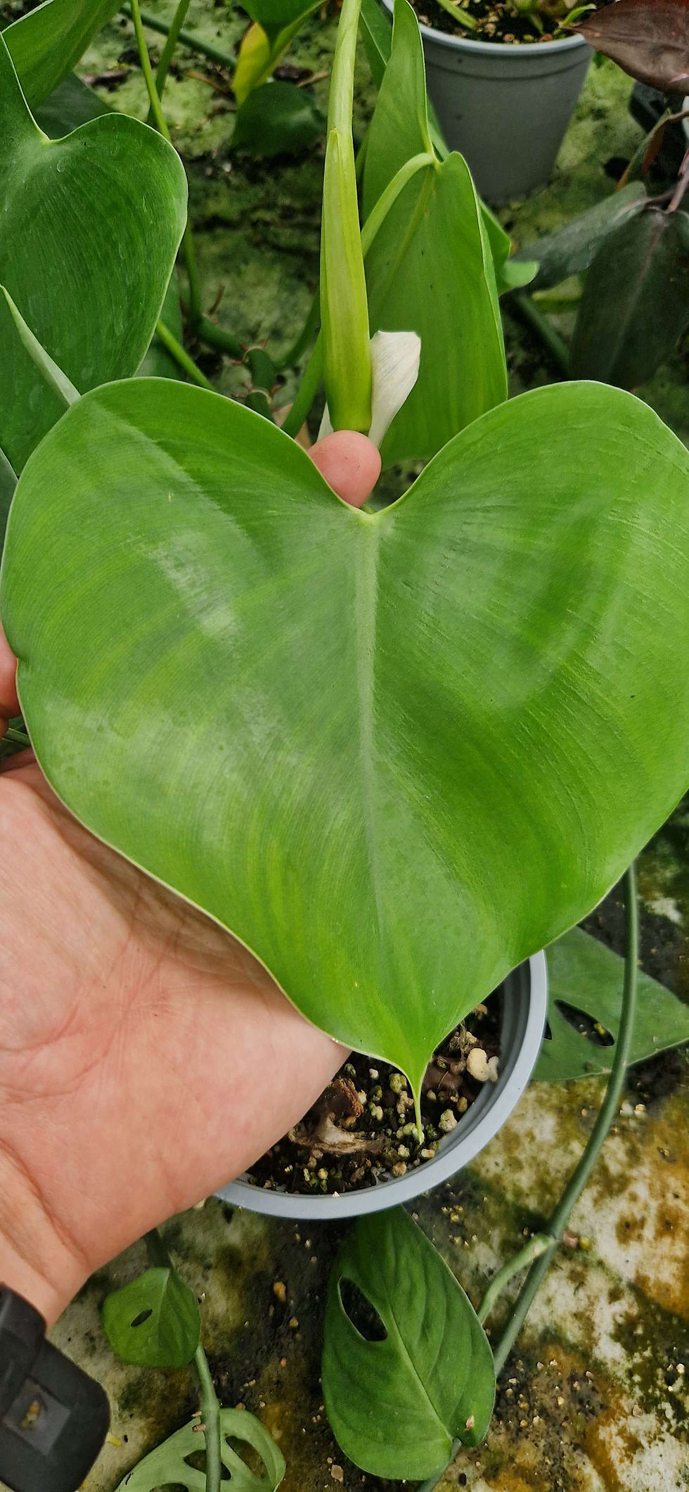 Miniatyrbilde: Philodendron microstictum sidestikling 