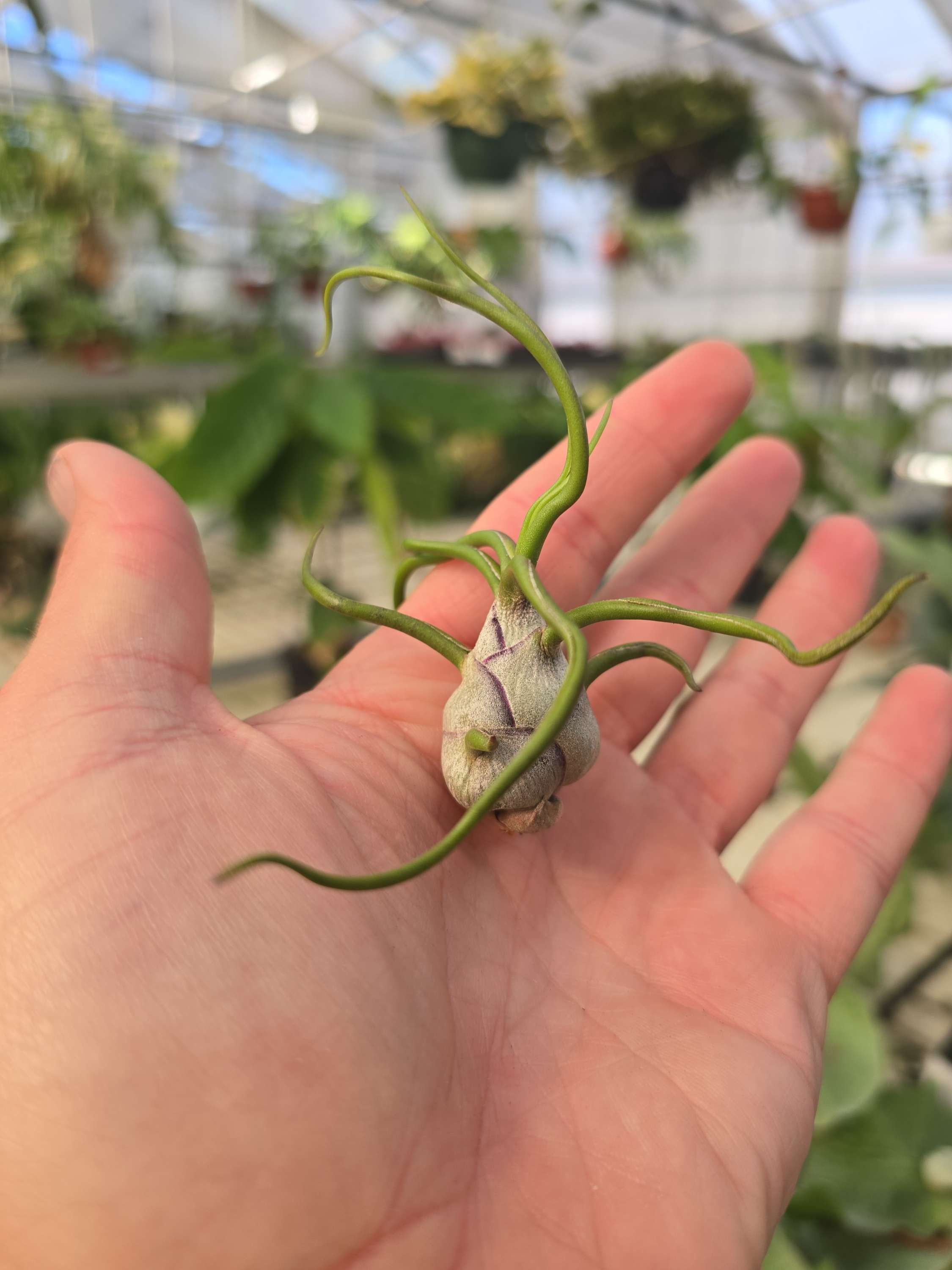 Tillandsia bulbosa 