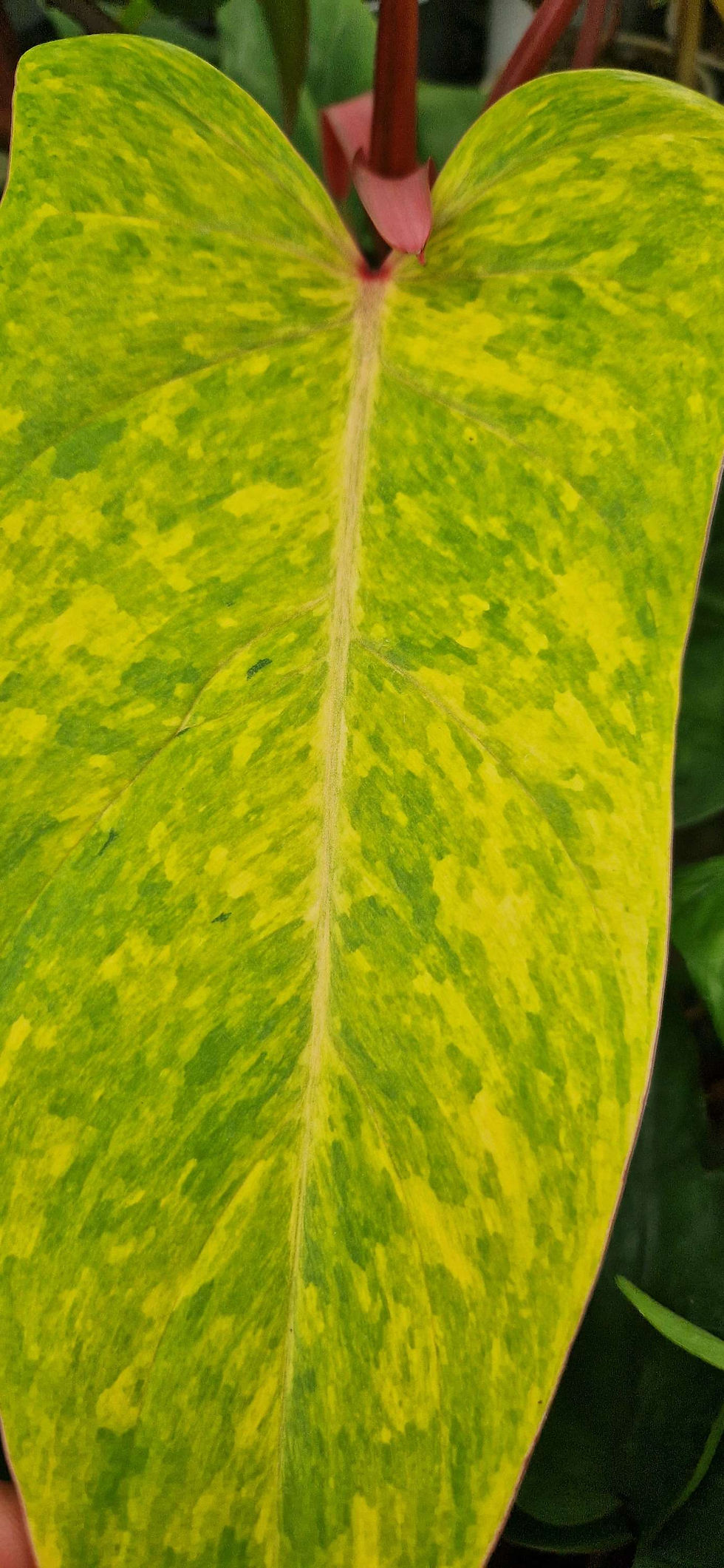 Philodendron painted lady sidestikling/wetstick