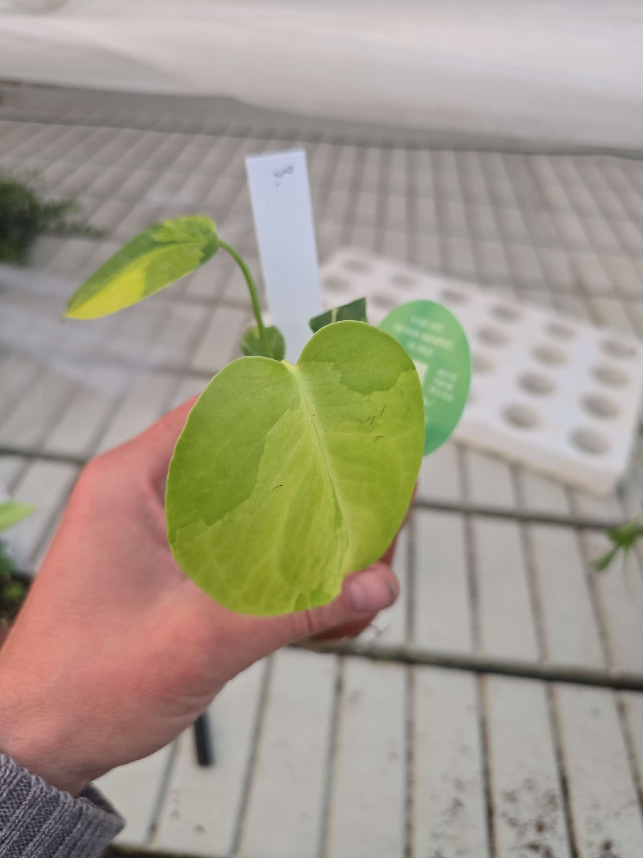 Monstera deliciosa aurea variegata 6cm nr3