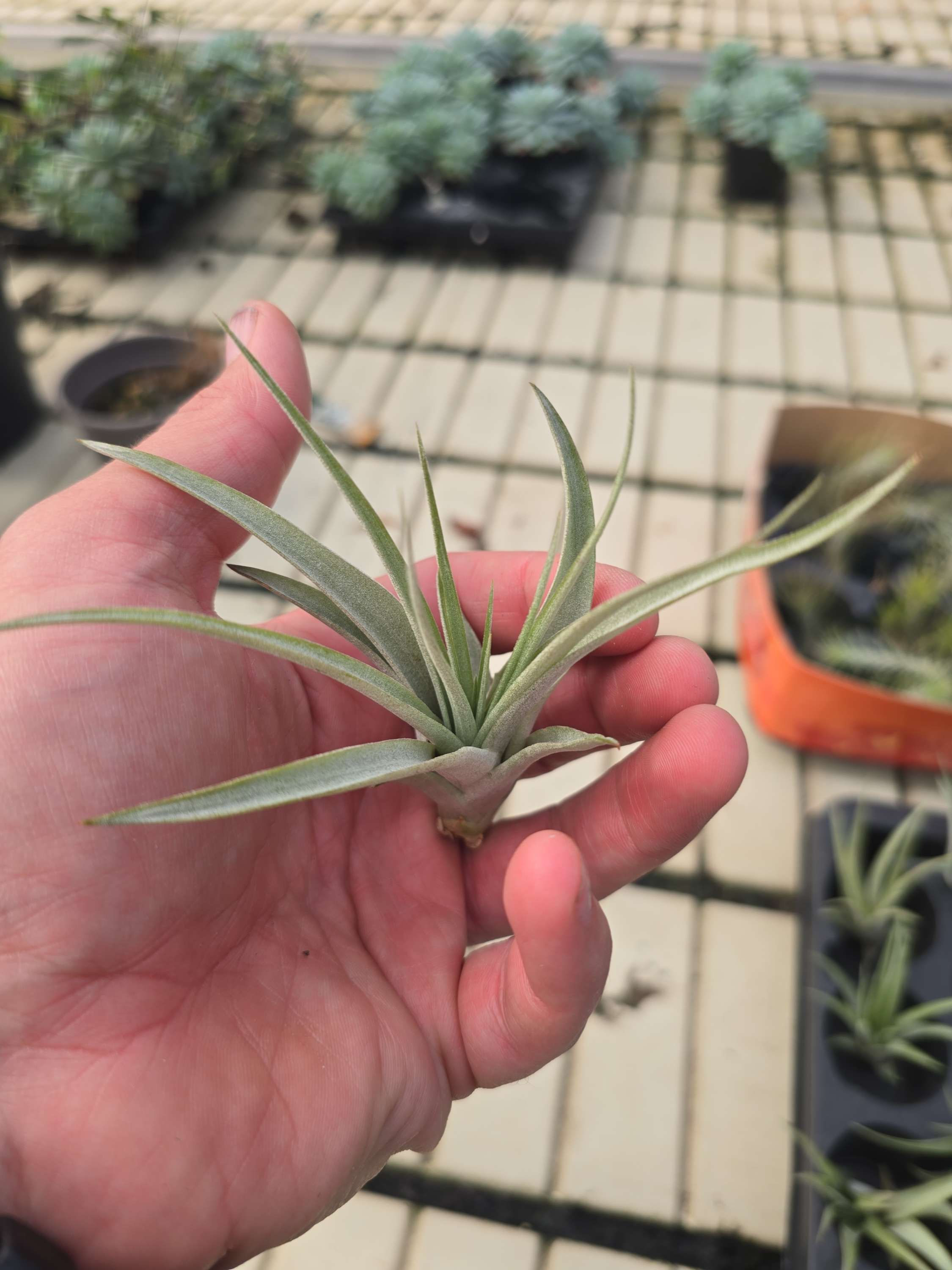 Tillandsia multiflora 
