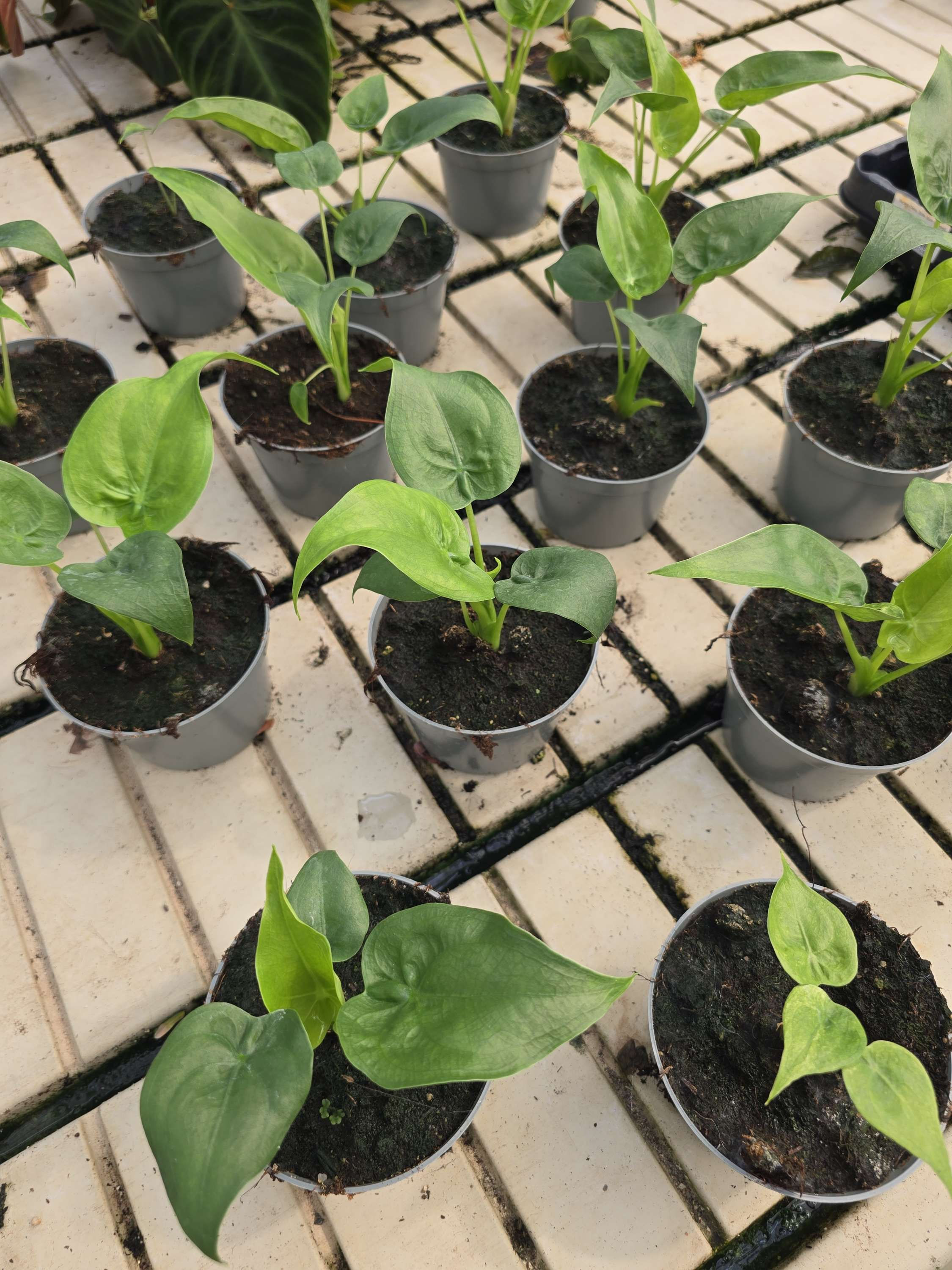 Alocasia cucullata 10,5cm 