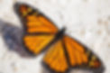 Monarch Butterfly