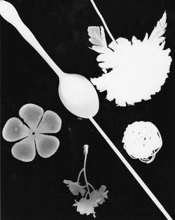 arb2photograms (3)