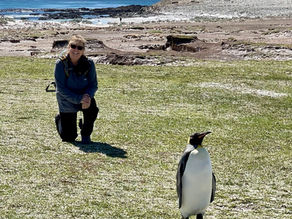 King Penguins of Volunteer Point