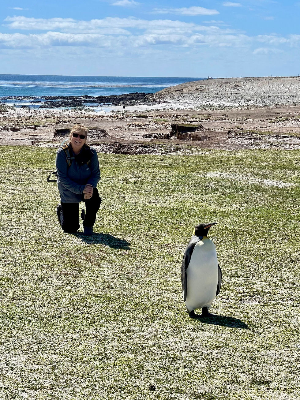 King Penguins of Volunteer Point