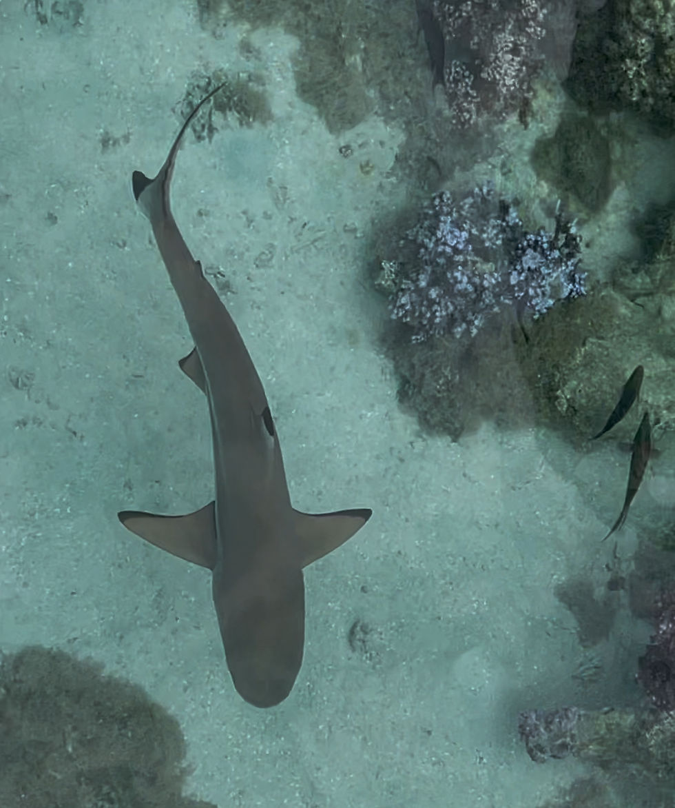 Early morning visitor- seen right from the living room