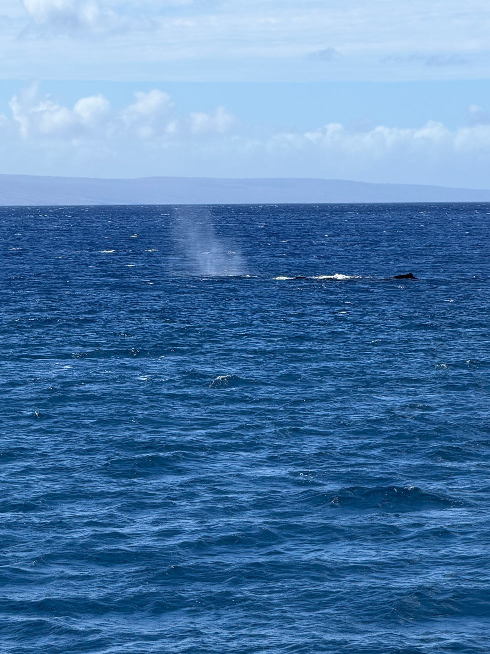Our last whales of the day 