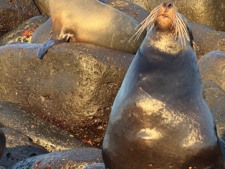 Los Lobos Island off the coast San Cristobal