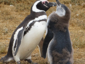 Magellanic Penguins Vounteer Point