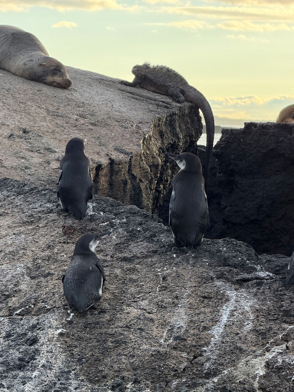 Sea lion, penguin, and marine iguana cohabitating