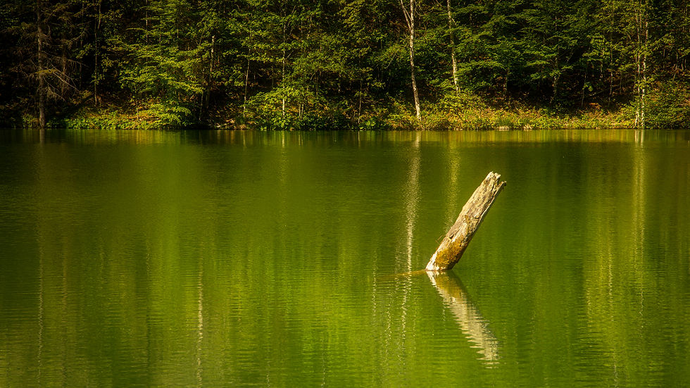 Pile in the river | River Enns | Gesäuse National Park | HolgerOlivier Photography