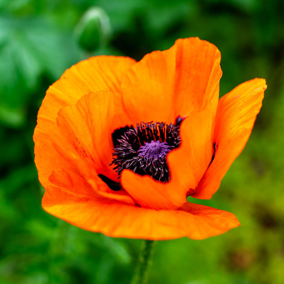 Poppy Blossom | HolgerOlivier Photography | 2019
